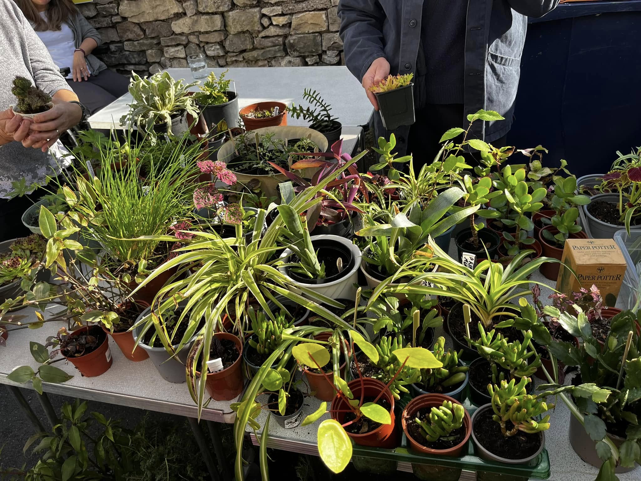 Plant Share @Kendal Repair Cafe - Image 3